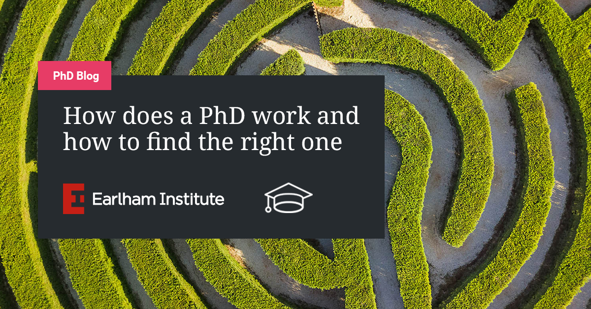 how does a phd work